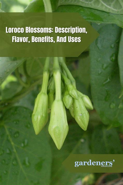 Loroco Blossoms: Description, Flavor, Benefits, And Uses.